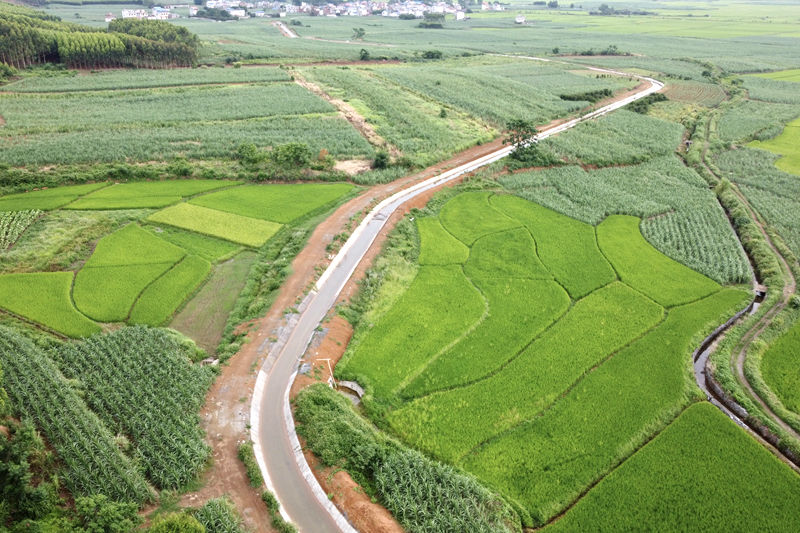 大湾干渠新村明渠灌溉水田。苏倩情摄